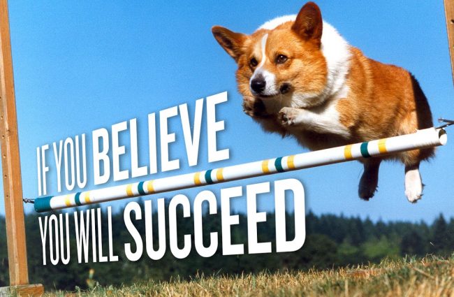 successful-corgi